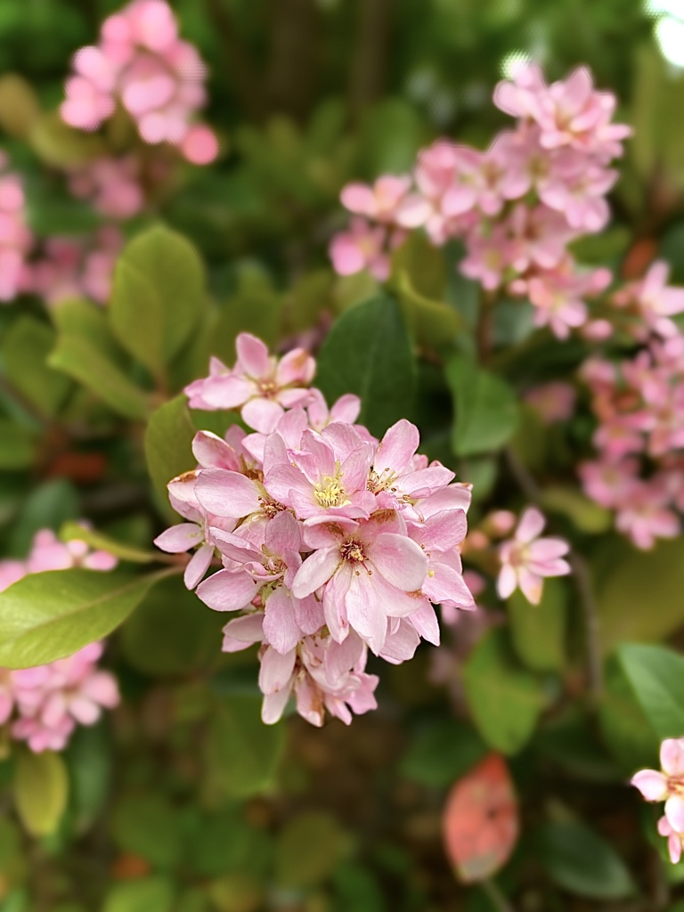 Nature「花さく季節」