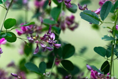 Nature「自粛生活1キロ圏内の風景：秋の七草萩の花」