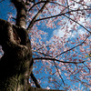 Nature「桜前線北上」