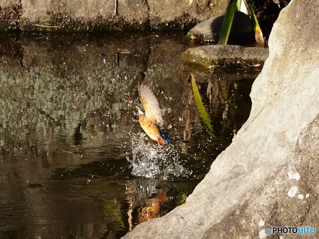 　Nature「鎌倉散歩」