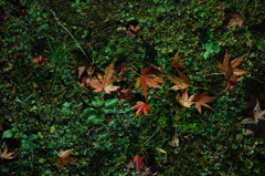 Nature:Beautiful Japanese autumn