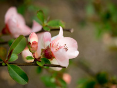 Nature「小石川後楽園」