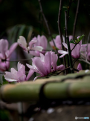 Nature「上野のお山に桜散る」
