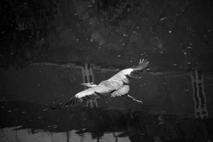 Nature「帷子川」