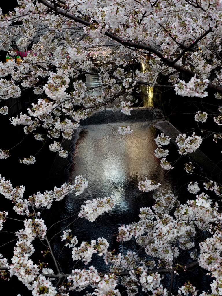 Nature「こちらは目黒川」