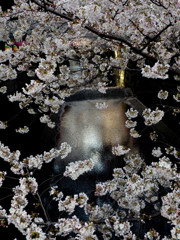 Nature「こちらは目黒川」