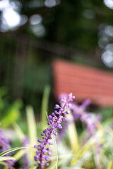 Nature「自粛生活：ふるさと尾根道」