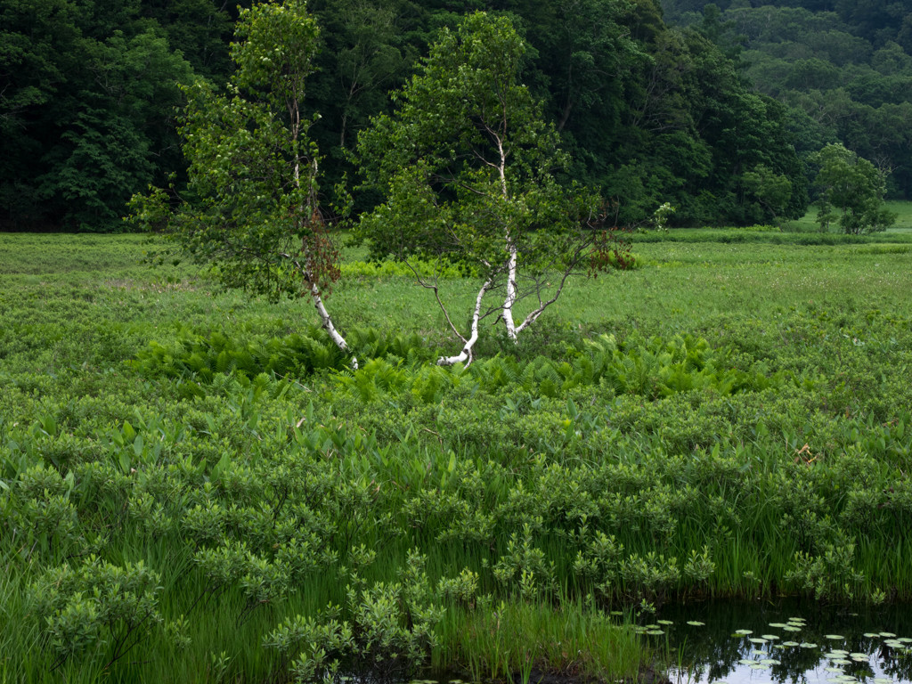 Nature「尾瀬」