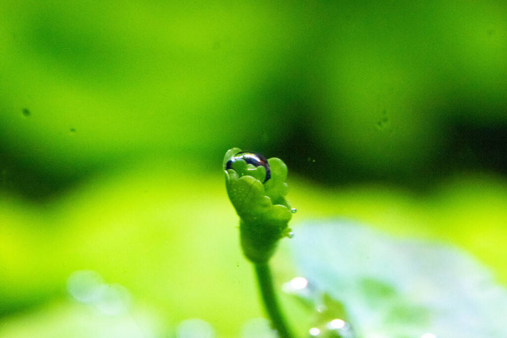 Nature