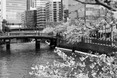 Nature「ここは大岡川」