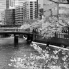 Nature「ここは大岡川」