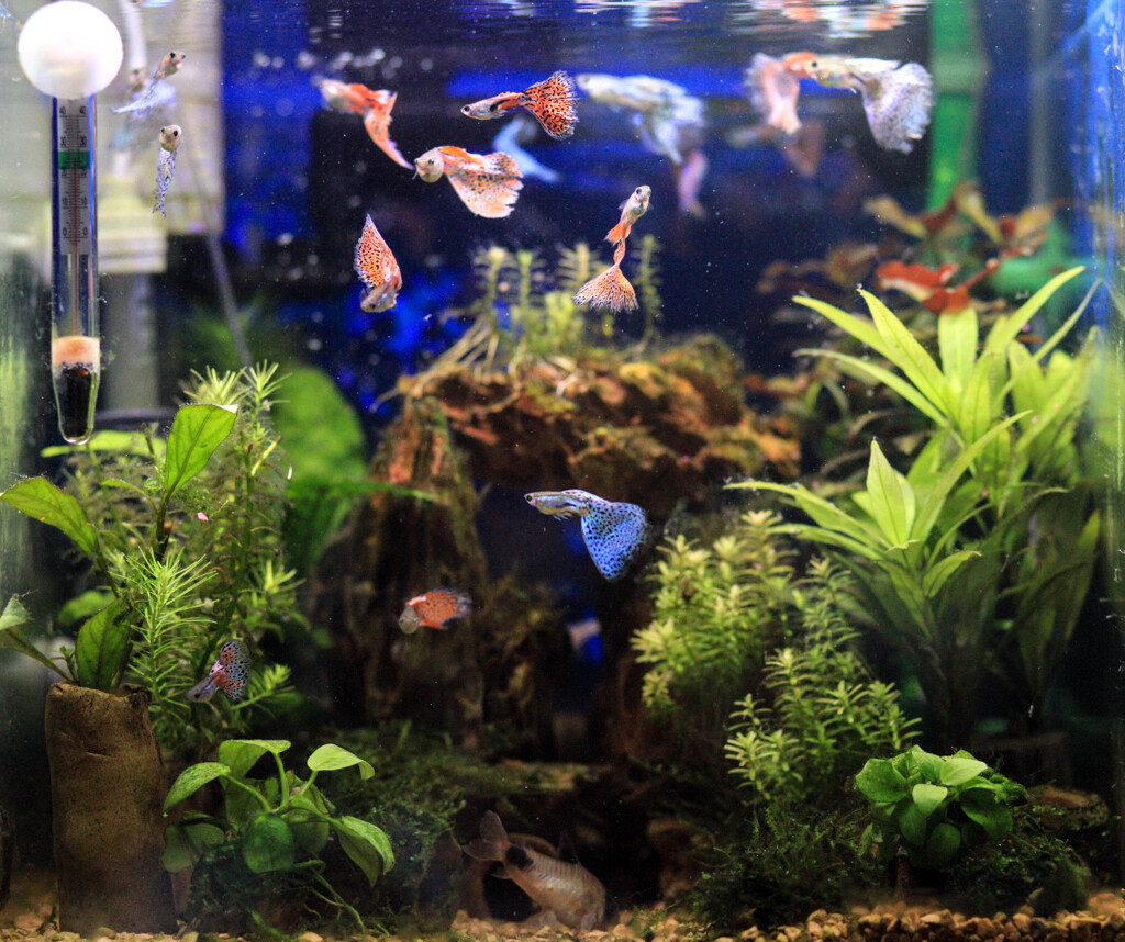  Nature「自粛生活」