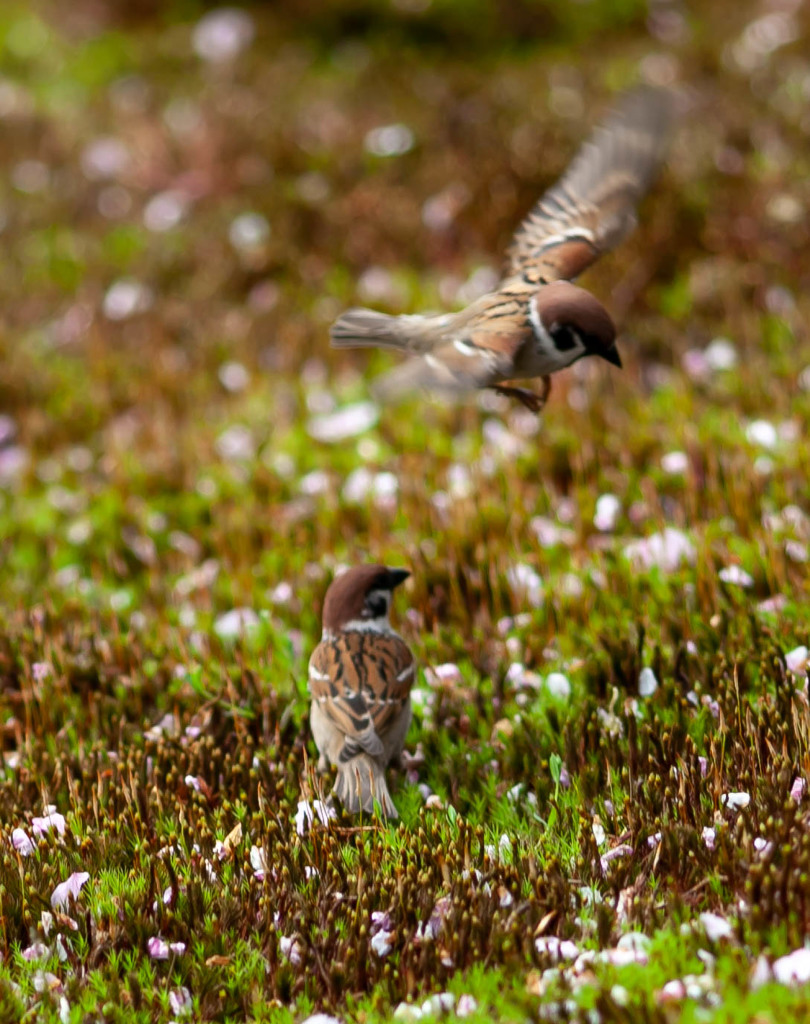 Nature「加賀のスズメ」