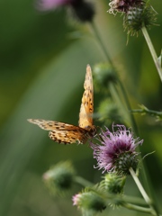 Nature「向島百花園」