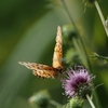 Nature「向島百花園」