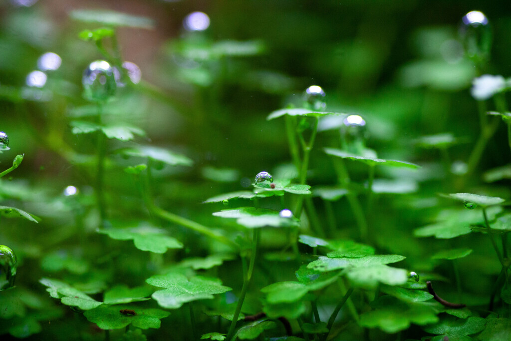 Nature