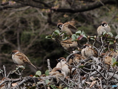 Nature「スズメの学校」