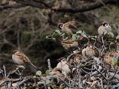 Nature「スズメの学校」