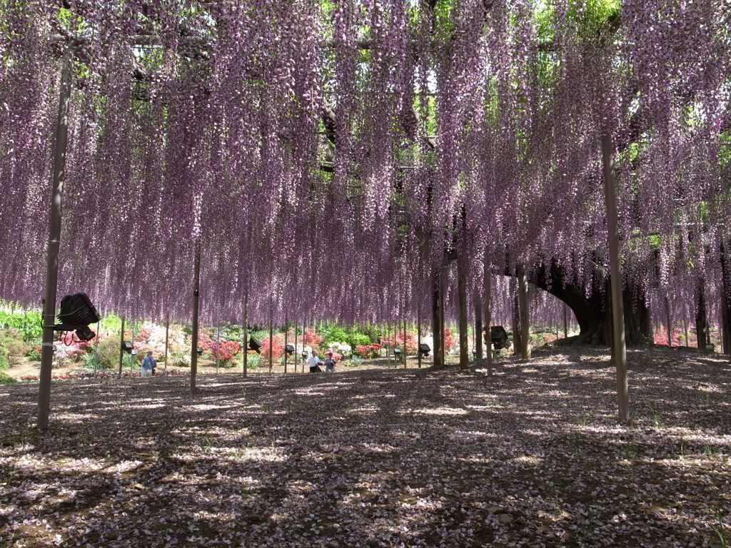 Nature「大藤の花」