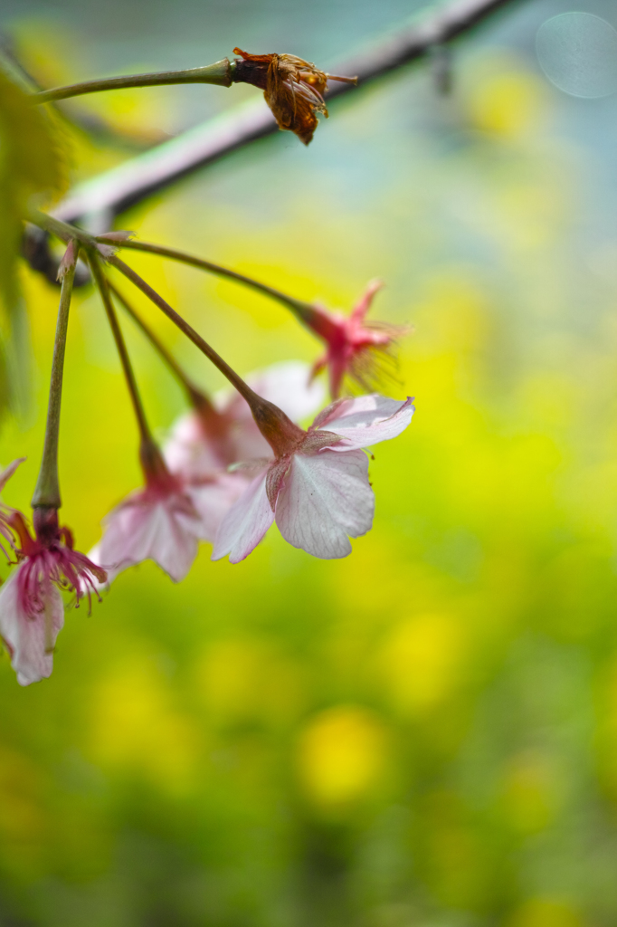 Nature「河津桜」