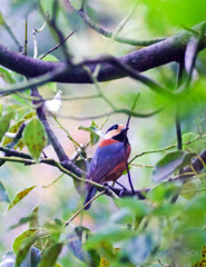 Nature「自粛生活」