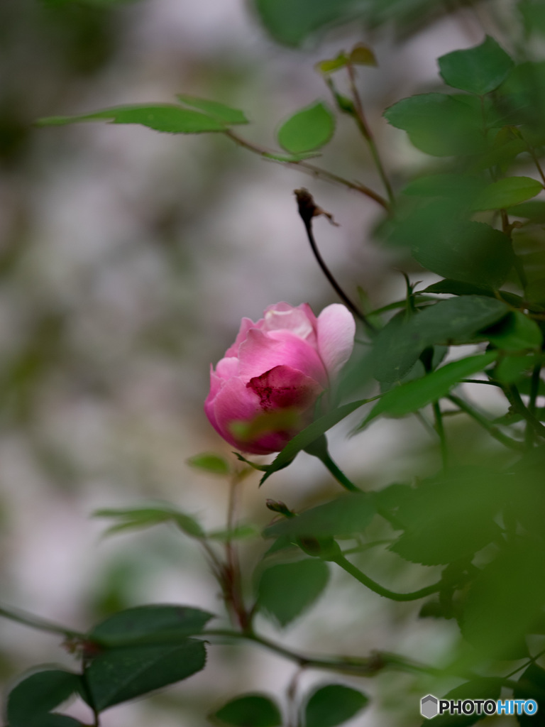 Nature「上野のお山に桜散る」