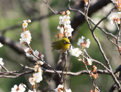 Nature「横浜三渓園に春の音」