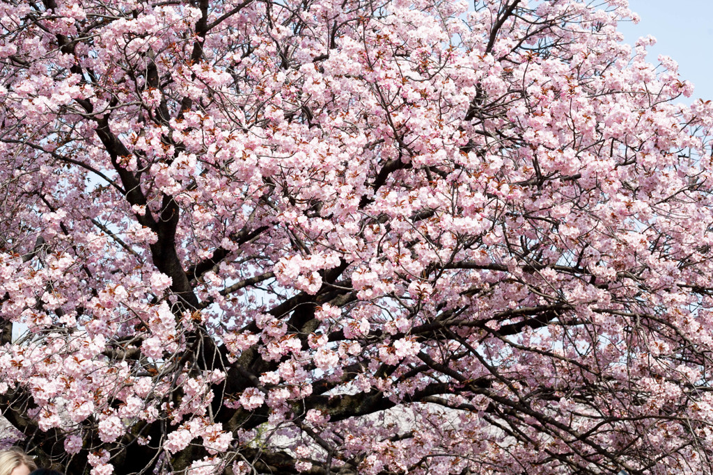 Nature「新宿御苑」