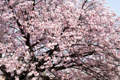 Nature「新宿御苑」