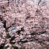 Nature「新宿御苑」