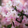 Nature「まだ見頃」