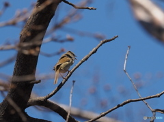 Nature「今年も来てくれました」