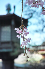 Nature「さくら咲く／観音禅寺」