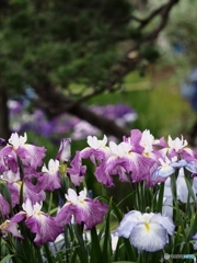 Nture「花菖蒲」