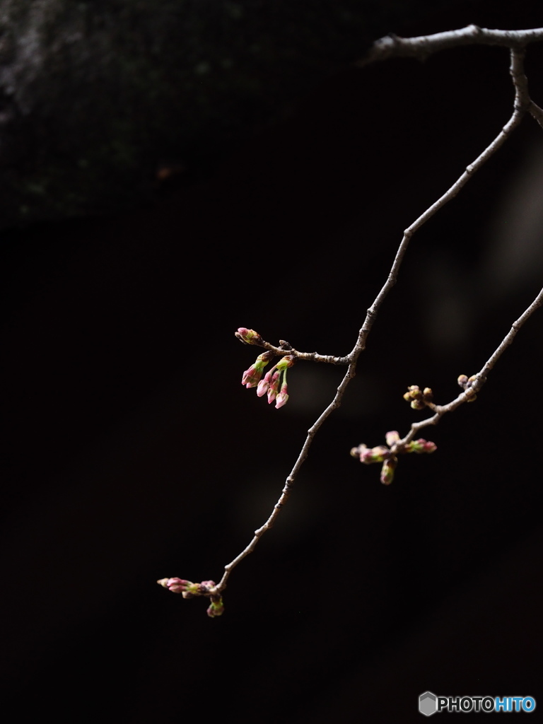Nature「2016 開花カウントダウン」