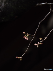 Nature「2016 開花カウントダウン」