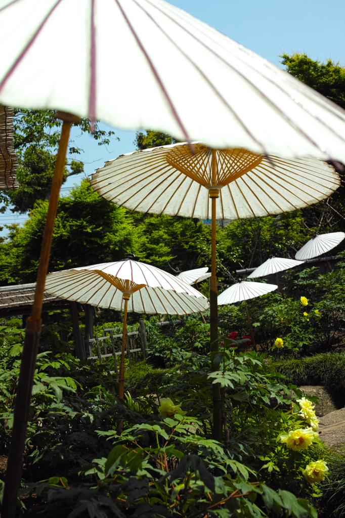 Nature「鎌倉八幡牡丹園」
