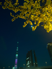 Nature「隅田川にも一気に春が」