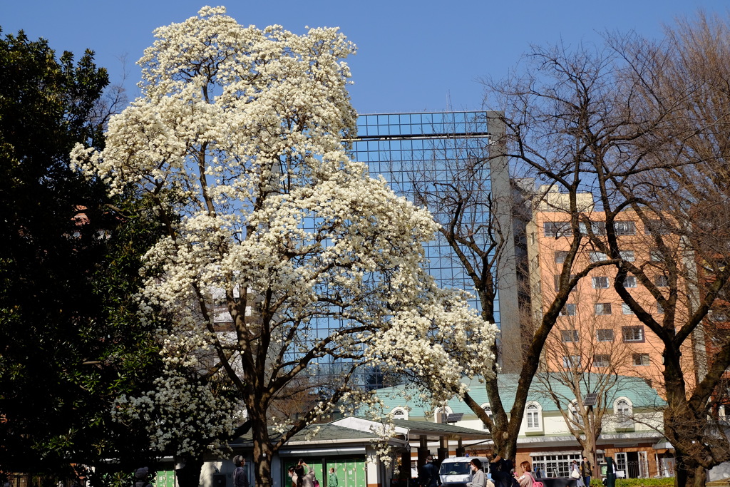 Nature「新宿御苑コブシ満開」