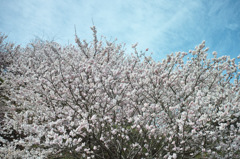 Nature「春めき桜が満開」
