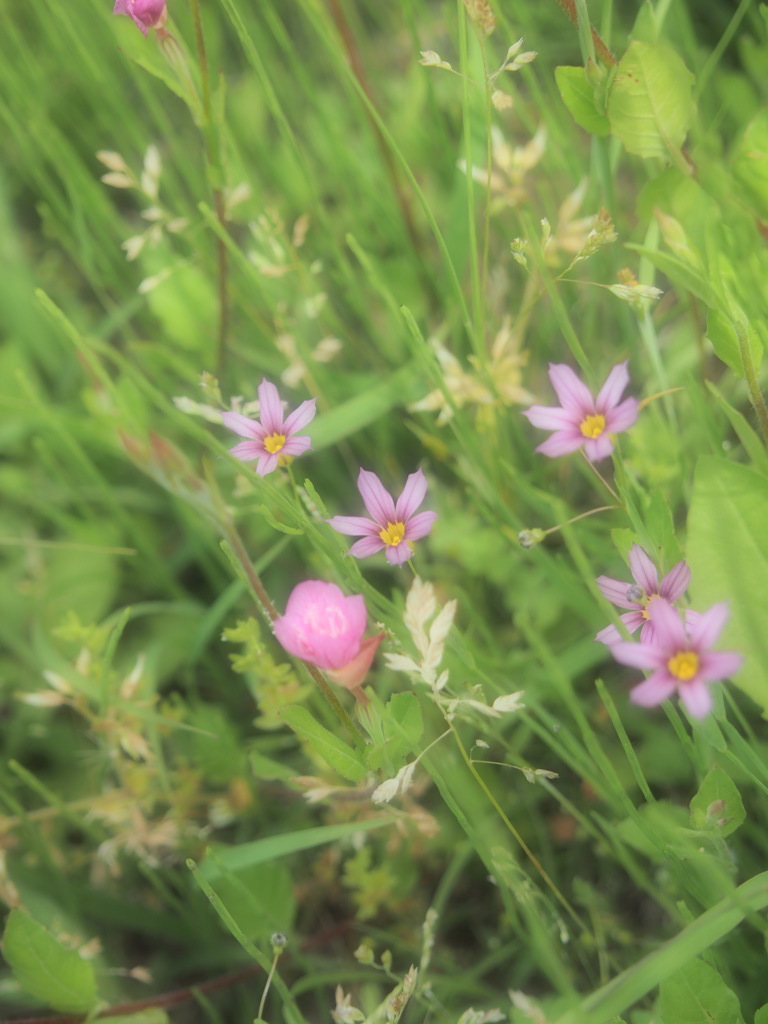 Nature「四季の森」