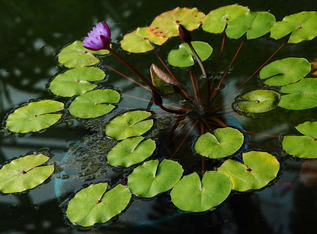 Nature