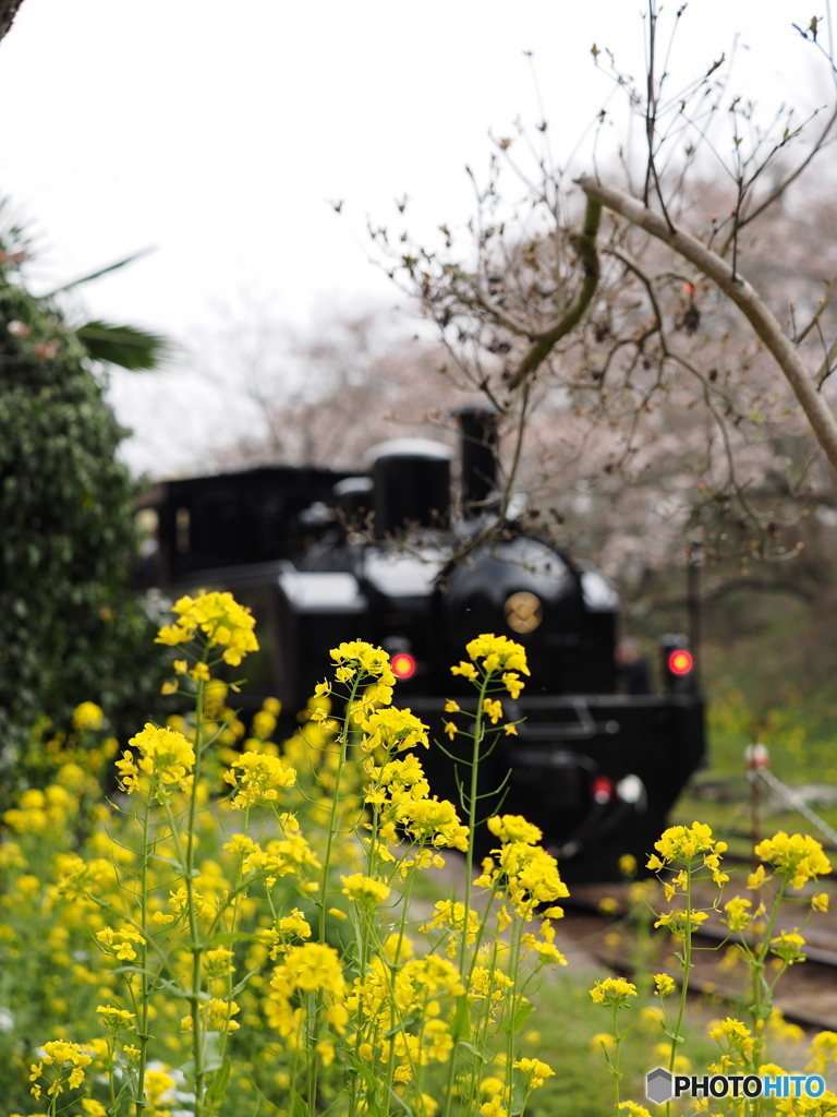 Nture「小湊鉄道月崎駅」