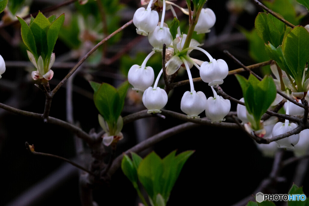 Nature「森の中の木花」