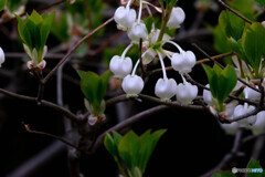 Nature「森の中の木花」