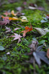 Nature「Autumn」