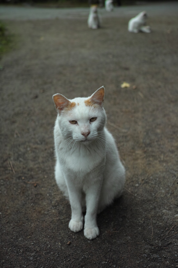 Nature[Cat]