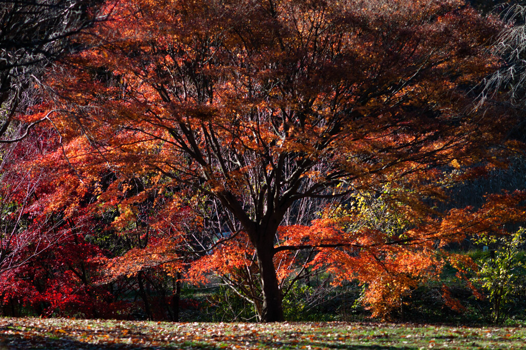 Nature『四季の森公園』