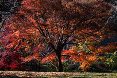 Nature『四季の森公園』