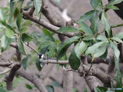 Nature「小さな森のお客さん」